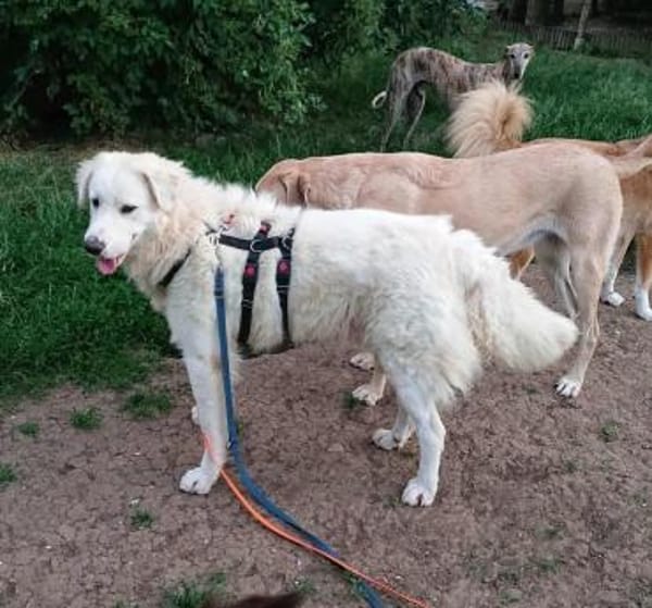 Silvia, Pflegestelle in Bayern