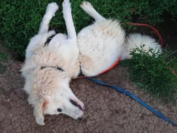 Silvia, Pflegestelle in Bayern