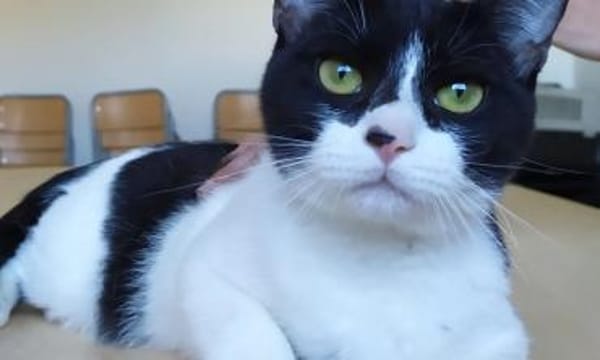 Vito - gesellig , liebevoll, verspielt