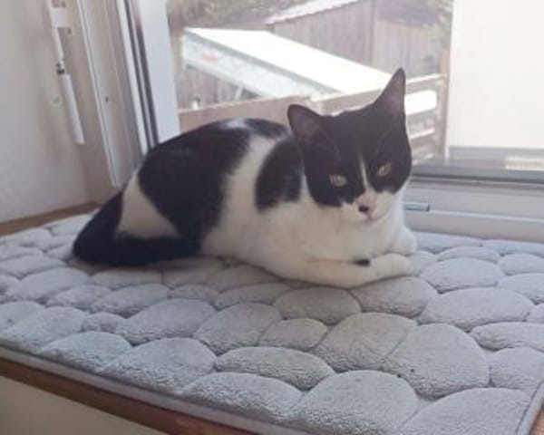 Vito - gesellig , liebevoll, verspielt