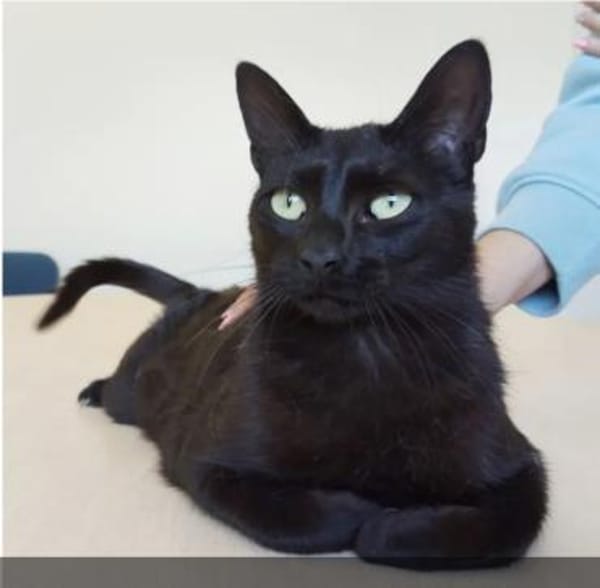 Piña- super lieb, verspielt & verschmust