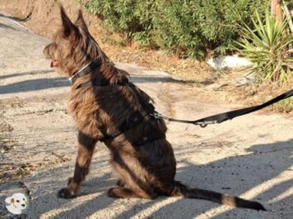 Brown sucht sportliche ruhige Menschen