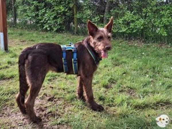 Brown sucht sportliche ruhige Menschen