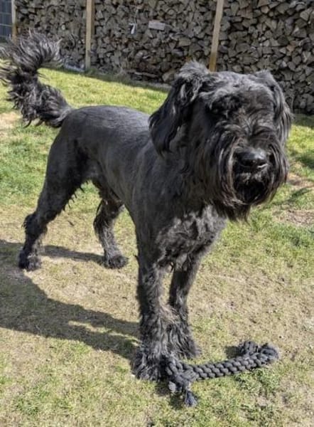 Riesenschnauzer Barney (geb. 03/2021)