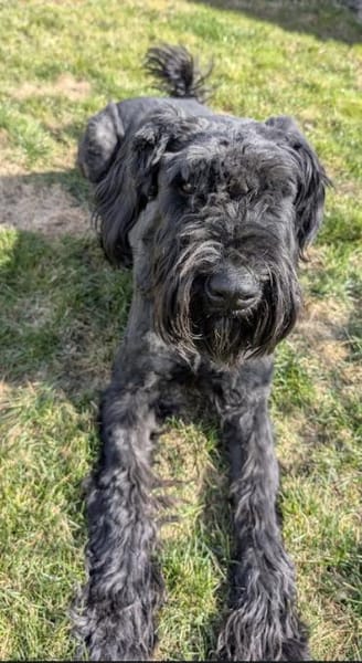 Riesenschnauzer Barney (geb. 03/2021)