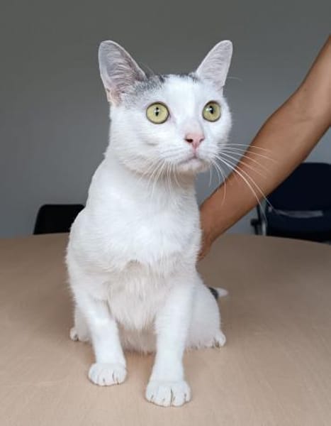 Piscis -  sucht seine Familie