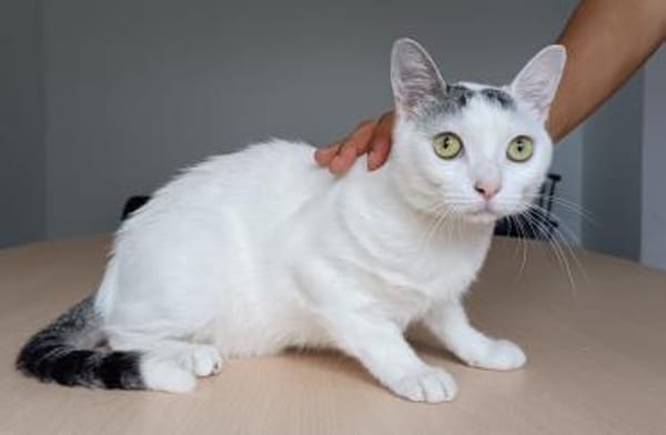 Piscis -  sucht seine Familie