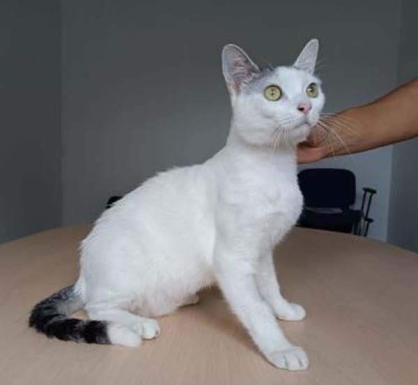 Piscis -  sucht seine Familie