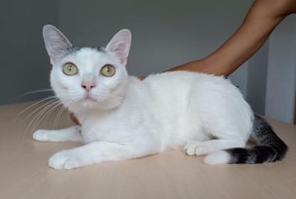 Piscis -  sucht seine Familie