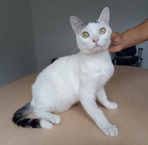 Piscis -  sucht seine Familie