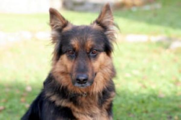 PUSCHKINA - lieb&aufgeschlossen