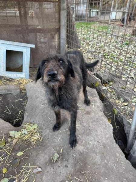 Liebe Drahthaar Mix Hündin