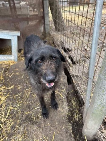 Liebe Drahthaar Mix Hündin