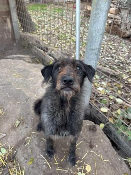 Liebe Drahthaar Mix Hündin