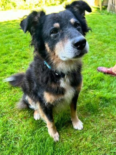 Lieber Austie Mix Rüde