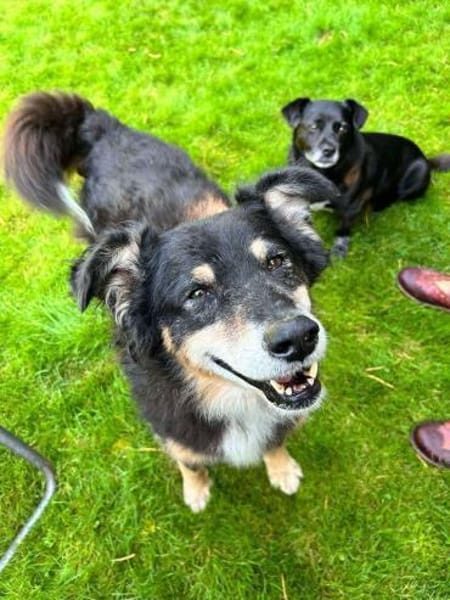 Lieber Austie Mix Rüde