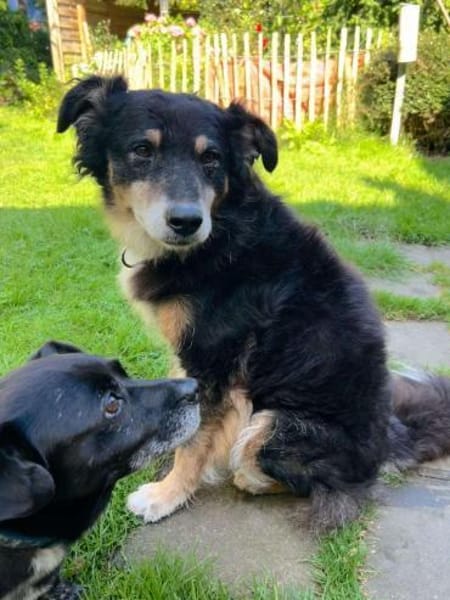 Lieber Austie Mix Rüde