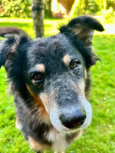 Lieber Austie Mix Rüde