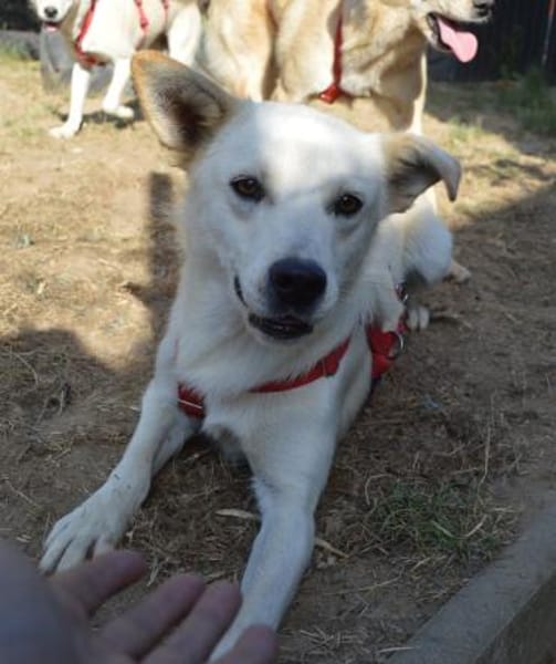 Clemens, Pflegstelle in NRW