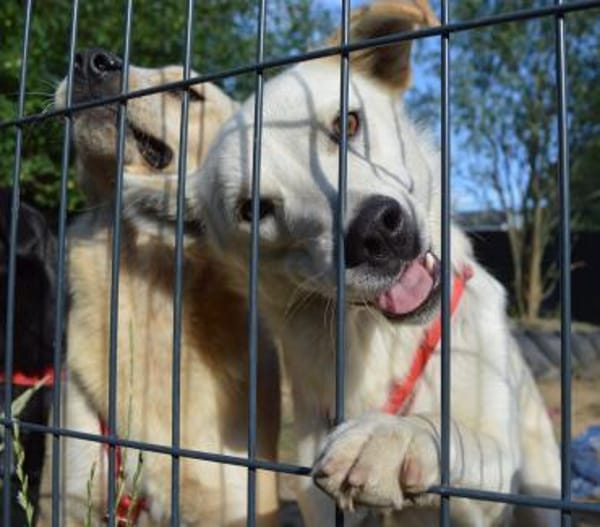 Clemens, Pflegstelle in NRW