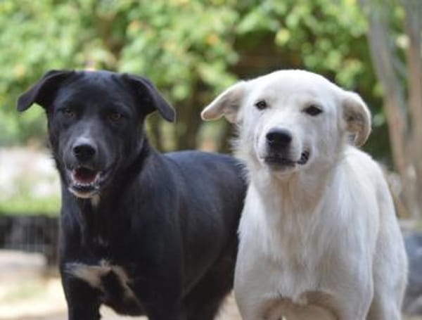 Clemens, Pflegstelle in NRW