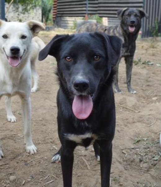 Carolina auf Pflegestelle in NRW