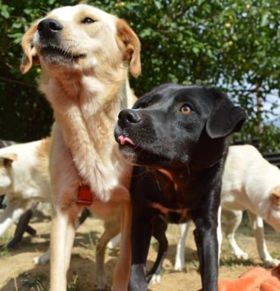 Carolina auf Pflegestelle in NRW