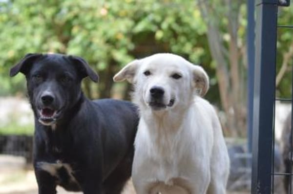 Carolina auf Pflegestelle in NRW