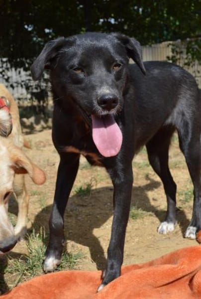 Carolina auf Pflegestelle in NRW