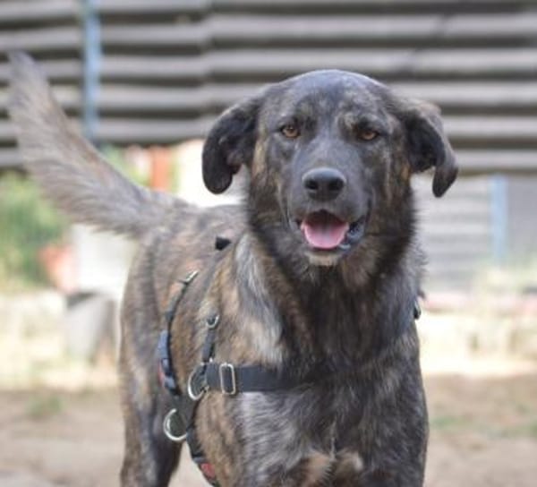 Contardo, Notfall in Deutschland (NRW)