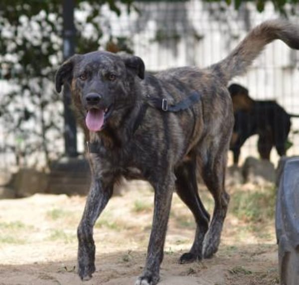 Contardo, Notfall in Deutschland (NRW)