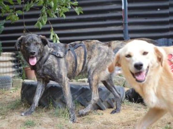 Contardo, Notfall in Deutschland (NRW)