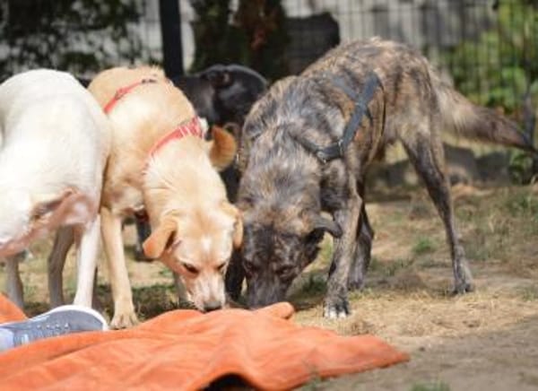 Contardo, Notfall in Deutschland (NRW)