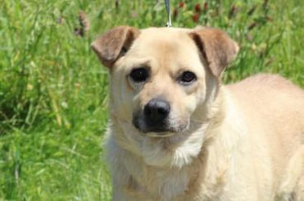 Pablo - ❤verschmust u. zutraulich❤