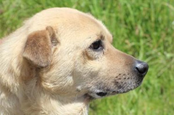 Pablo - ❤verschmust u. zutraulich❤