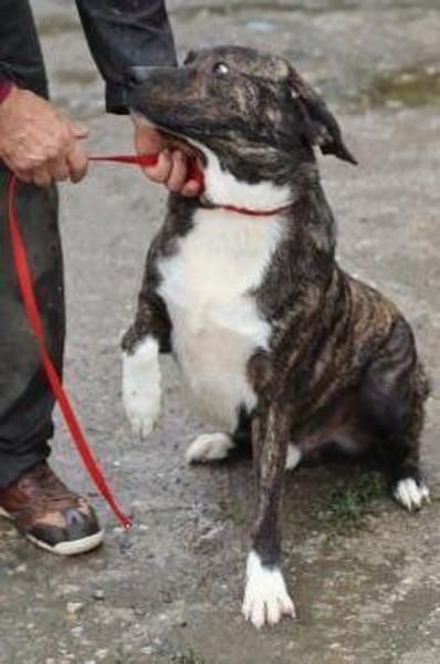 Miguel - sanfter, zutraulicher Rüde