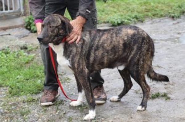 Miguel - sanfter, zutraulicher Rüde