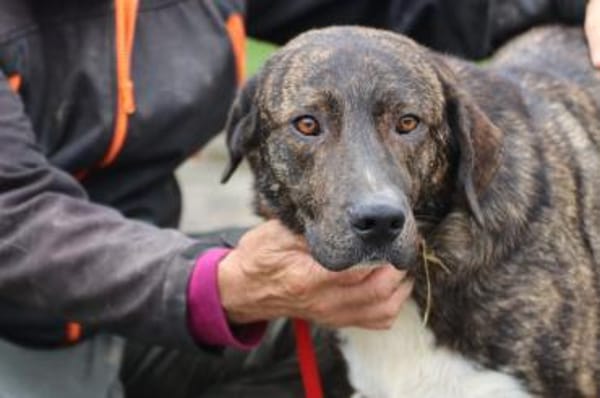 Miguel - sanfter, zutraulicher Rüde