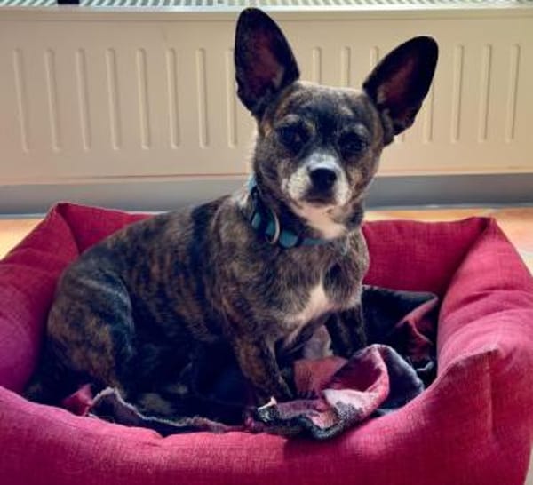 Alba LM  zarte Seele sucht Zuhause