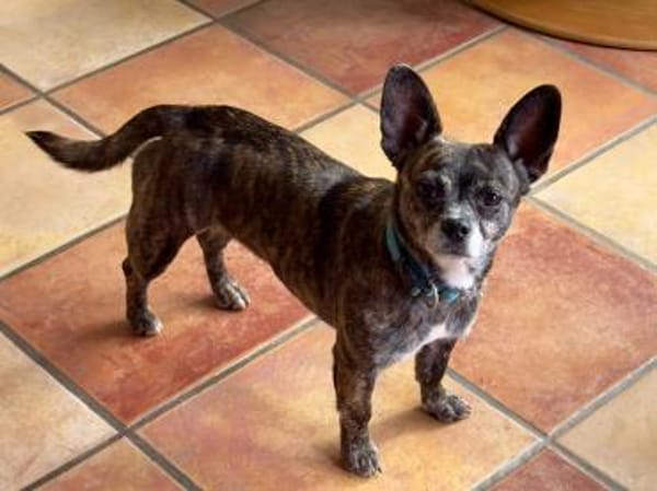 Alba LM  zarte Seele sucht Zuhause