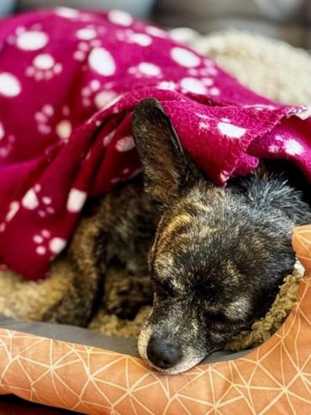 Alba LM  zarte Seele sucht Zuhause