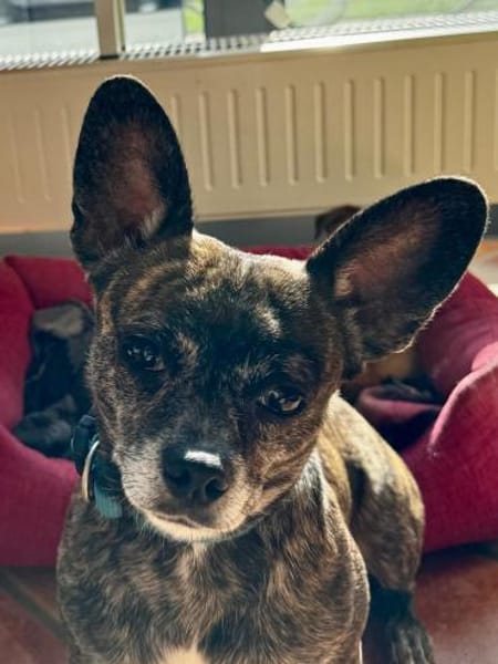 Alba LM  zarte Seele sucht Zuhause