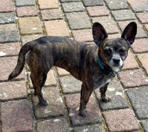 Alba LM  zarte Seele sucht Zuhause