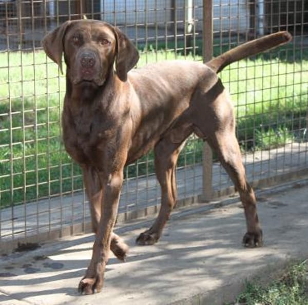 Sanfter Wotan in 45138 Essen