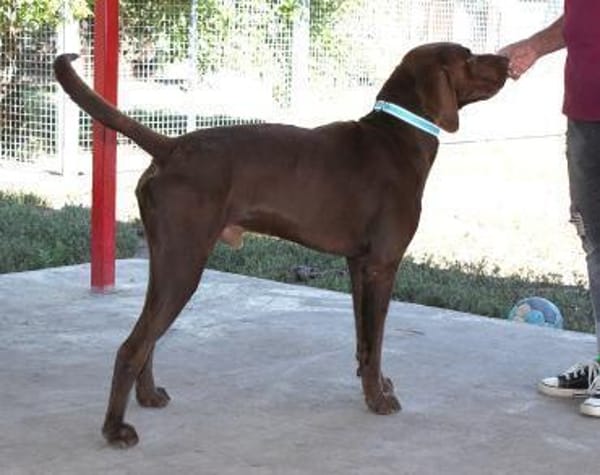 Sanfter Wotan in 45138 Essen