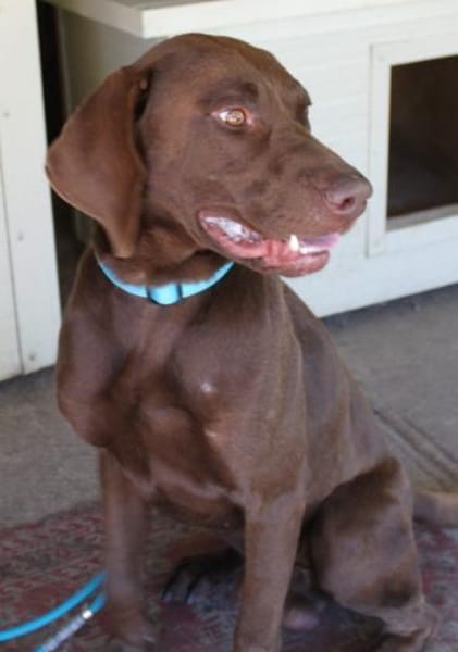 Sanfter Wotan in 45138 Essen