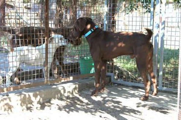 Sanfter Wotan in 45138 Essen