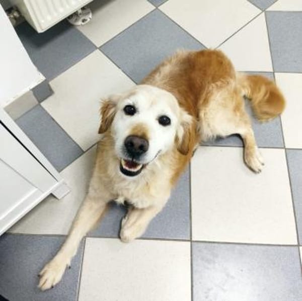 Marley ein Kuschelmonster