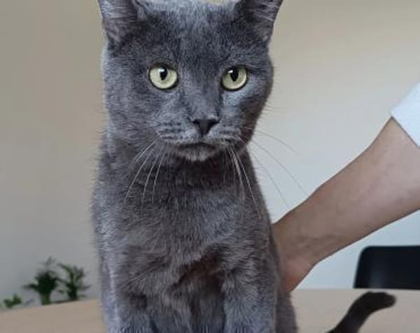 Huerto (FIV+) - ein toller Charakter