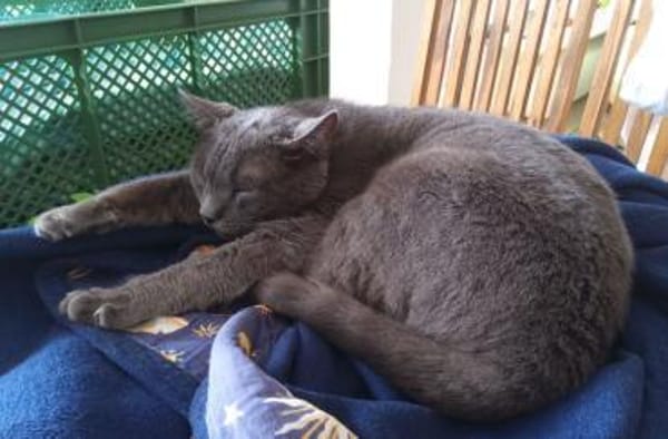 Huerto (FIV+) - ein toller Charakter